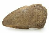 Dinosaur (Pachycephalosaurus) Toe Ungual (Claw) - South Dakota #382468-1